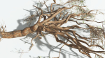 EVERYPlant Umbrella Thorn Acacia LowPoly 3 --12 Models--