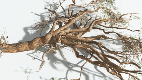 EVERYPlant Umbrella Thorn Acacia LowPoly 3 --12 Models--