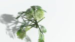 EVERYPlant Umbrella Thorn Acacia LowPoly 3 --12 Models--