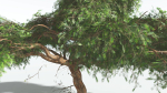 EVERYPlant Umbrella Thorn Acacia LowPoly 3 --12 Models--