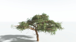 EVERYPlant Umbrella Thorn Acacia LowPoly 3 --12 Models--