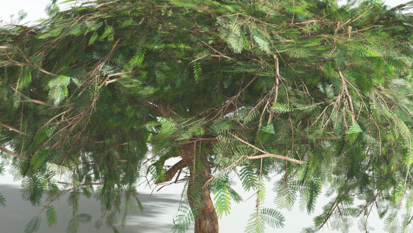 EVERYPlant Umbrella Thorn Acacia LowPoly 3 --12 Models--