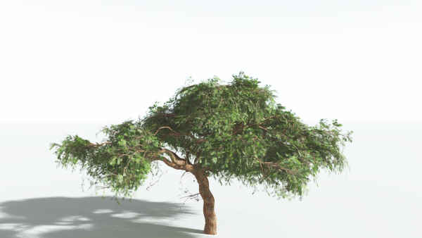 EVERYPlant Umbrella Thorn Acacia LowPoly 3 --12 Models--