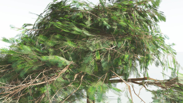 EVERYPlant Umbrella Thorn Acacia LowPoly 3 --12 Models--