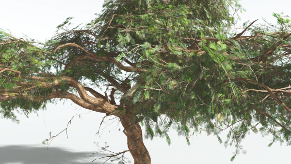 EVERYPlant Umbrella Thorn Acacia LowPoly 3 --12 Models--
