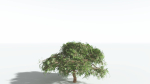 EVERYPlant Umbrella Thorn Acacia LowPoly 3 --12 Models--