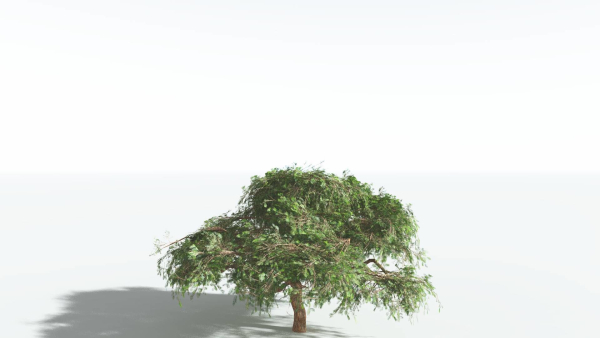 EVERYPlant Umbrella Thorn Acacia LowPoly 3 --12 Models--