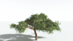 EVERYPlant Umbrella Thorn Acacia LowPoly 3 --12 Models--