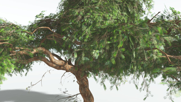 EVERYPlant Umbrella Thorn Acacia LowPoly 3 --12 Models--