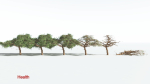 EVERYPlant Umbrella Thorn Acacia LowPoly 3 --12 Models--