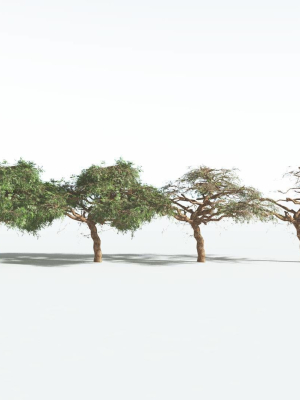 everyplant-umbrella-thorn-acacia-lowpoly-3-12-models-3d-model-71739d1814