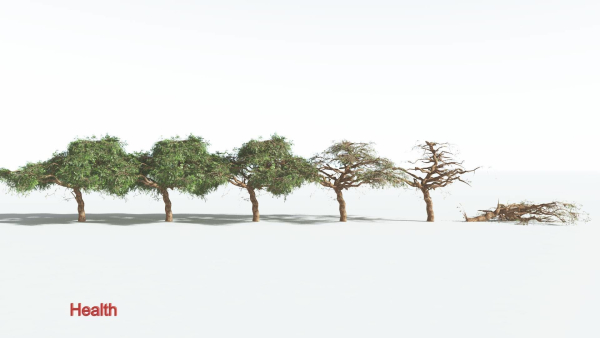 EVERYPlant Umbrella Thorn Acacia LowPoly 3 --12 Models--