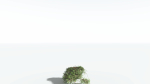 EVERYPlant Umbrella Thorn Acacia LowPoly 3 --12 Models--