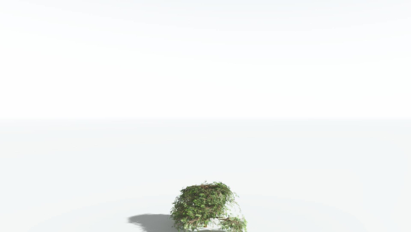 EVERYPlant Umbrella Thorn Acacia LowPoly 3 --12 Models--