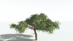 EVERYPlant Umbrella Thorn Acacia LowPoly 3 --12 Models--