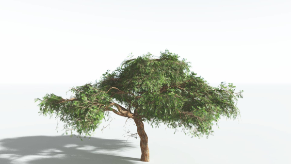 EVERYPlant Umbrella Thorn Acacia LowPoly 3 --12 Models--