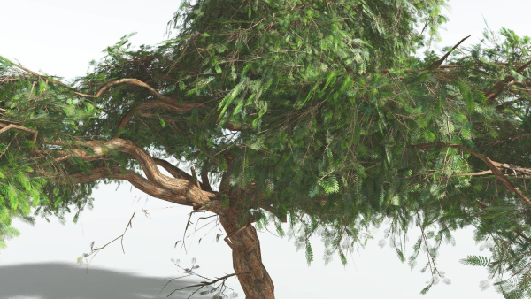 EVERYPlant Umbrella Thorn Acacia LowPoly 3 --12 Models--