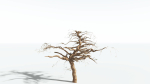 EVERYPlant Umbrella Thorn Acacia LowPoly 3 --12 Models--