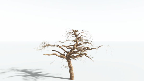 EVERYPlant Umbrella Thorn Acacia LowPoly 3 --12 Models--