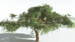 EVERYPlant Umbrella Thorn Acacia LowPoly 3 --12 Models--