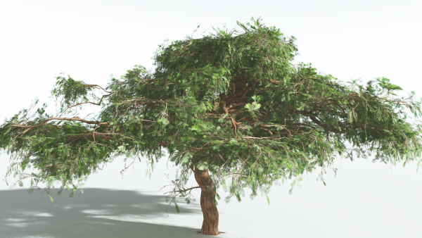 EVERYPlant Umbrella Thorn Acacia LowPoly 3 --12 Models--