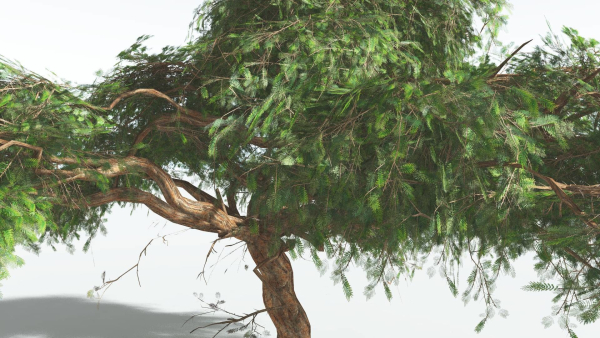 EVERYPlant Umbrella Thorn Acacia LowPoly 3 --12 Models--