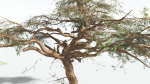 EVERYPlant Umbrella Thorn Acacia LowPoly 3 --12 Models--