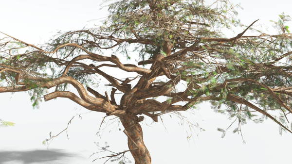 EVERYPlant Umbrella Thorn Acacia LowPoly 3 --12 Models--
