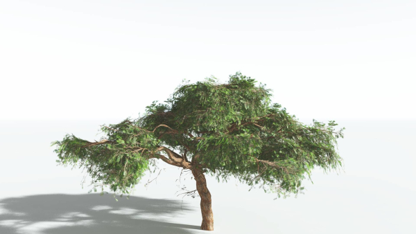 EVERYPlant Umbrella Thorn Acacia LowPoly 3 --12 Models--