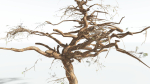 EVERYPlant Umbrella Thorn Acacia LowPoly 3 --12 Models--