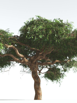 EVERYPlant Umbrella Thorn Acacia LowPoly 3 --12 Models--