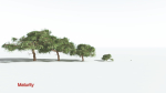 EVERYPlant Umbrella Thorn Acacia LowPoly 3 --12 Models--
