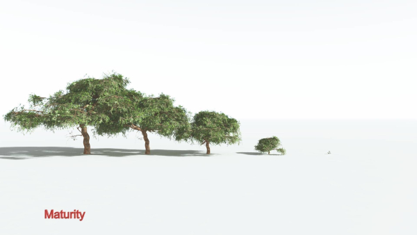 EVERYPlant Umbrella Thorn Acacia LowPoly 3 --12 Models--