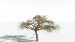 EVERYPlant Umbrella Thorn Acacia LowPoly 3 --12 Models--