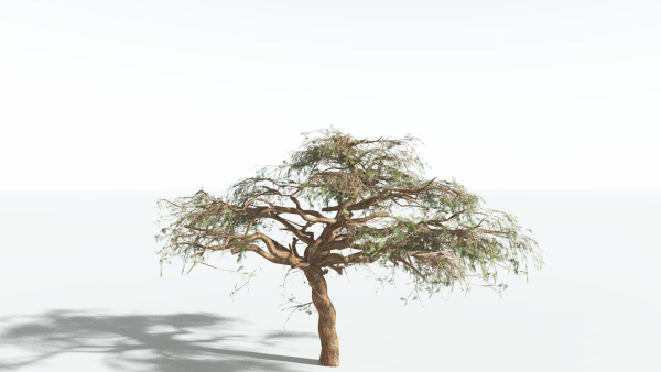 EVERYPlant Umbrella Thorn Acacia LowPoly 3 --12 Models--