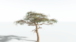 EVERYPlant Umbrella Thorn Acacia LowPoly 4 --12 Models--