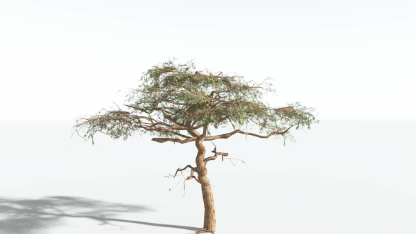 EVERYPlant Umbrella Thorn Acacia LowPoly 4 --12 Models--