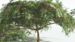 EVERYPlant Umbrella Thorn Acacia LowPoly 4 --12 Models--