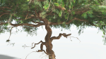 EVERYPlant Umbrella Thorn Acacia LowPoly 4 --12 Models--