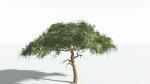 EVERYPlant Umbrella Thorn Acacia LowPoly 4 --12 Models--