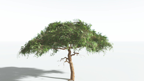 EVERYPlant Umbrella Thorn Acacia LowPoly 4 --12 Models--