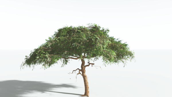 EVERYPlant Umbrella Thorn Acacia LowPoly 4 --12 Models--