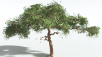 EVERYPlant Umbrella Thorn Acacia LowPoly 4 --12 Models--