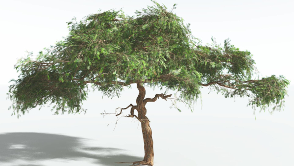 EVERYPlant Umbrella Thorn Acacia LowPoly 4 --12 Models--