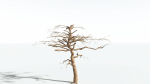 EVERYPlant Umbrella Thorn Acacia LowPoly 4 --12 Models--