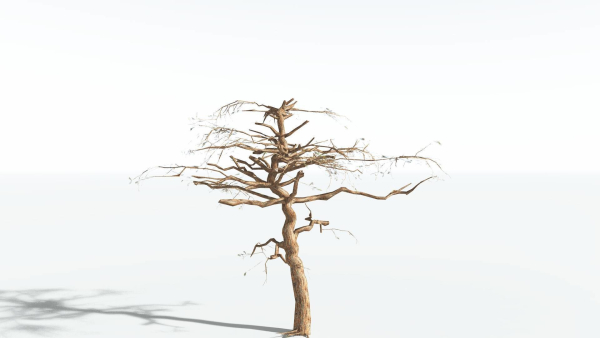EVERYPlant Umbrella Thorn Acacia LowPoly 4 --12 Models--