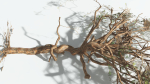 EVERYPlant Umbrella Thorn Acacia LowPoly 4 --12 Models--