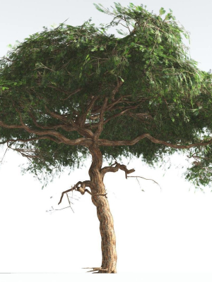 EVERYPlant Umbrella Thorn Acacia LowPoly 4 --12 Models--
