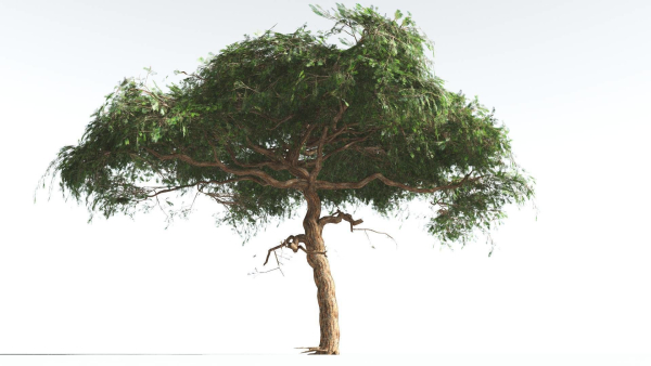 EVERYPlant Umbrella Thorn Acacia LowPoly 4 --12 Models--