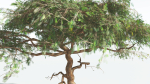 EVERYPlant Umbrella Thorn Acacia LowPoly 4 --12 Models--